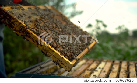 The beekeeper uses tongs to take out a frame with honeycombs from the hive. Bees on honeycomb. A man on a farm is engaged in beekeeping. Summer honey harvest. The beekeeper uses tongs to take out a frame with honeycombs from the hive. Bees on honeycomb. A man on a farm is engaged in beekeeping. Summer honey harvest. 93668626