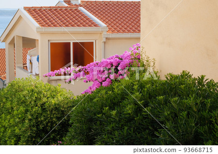 Bougainvillea bush grows next to residential buildings on the coast of Croatia. Summer landscapes in traveling journey, violet flowers. 93668715