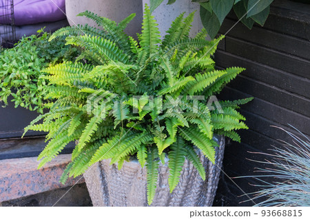 Green plants in pot in courtyard for landscape design. Plants for house. Green house. Residential design concept. 93668815