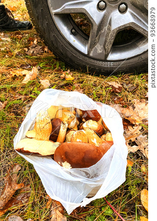 Collect of forest mushrooms. Mushrooms with a brown cap in sunny autumn forest. 93668979