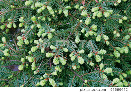 Young green branches of spruce in forest, closeup. Spring nature background. Landscape evergreen design texture. Young green branches of spruce in forest, closeup. Spring nature background. Landscape evergreen design texture. 93669652