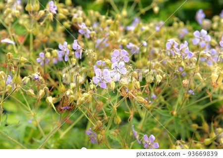 Flax flower close up on blurry green background. Blue flowers on a spring wild meadow. Blooming in countryside. Linum usitatissimum. Flax flower close up on blurry green background. Blue flowers on a spring wild meadow. Blooming in countryside. Linum usitatissimum. 93669839