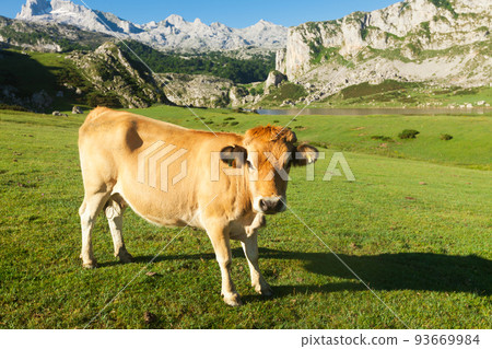 Asturian Mountain cattle cow sits on the lawn in a national park 93669984