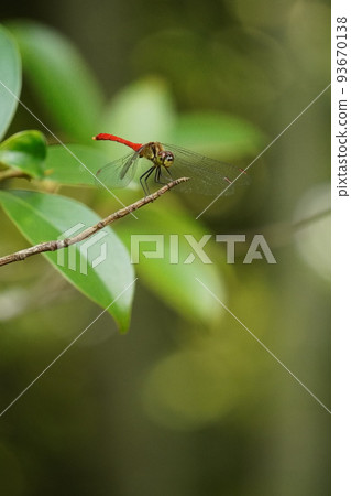 Red dragonfly 93670138