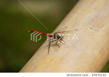 Red dragonfly 93670142