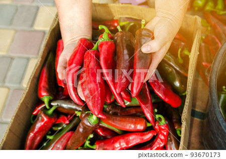 The farmer holds a red hot pepper in his hands. Harvest organic vegetables. Autumn harvesting concept. Selective focus 93670173