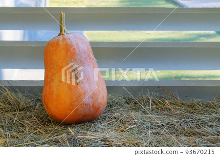 Autumn harvest and farming. Seasonal decorations with pumpkin and flowers in fall. 93670215