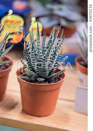 Plant in pot for home decoration in shop, Haworthia Duval. 93670216