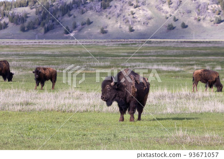 Bison eating grass in American Landscape. Yellowstone National Park. 93671057