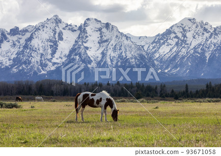 Wild Horse on a green grass field with American Mountain Landscape in Background. 93671058