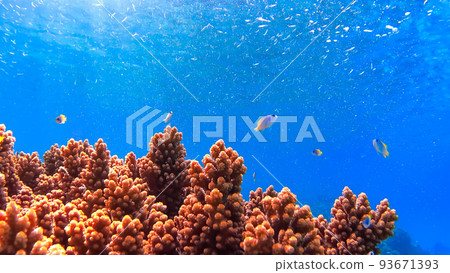Nishihama Beach underwater photography of Okinawa Akajima Nishihama Beach underwater photography of Okinawa Akajima 93671393