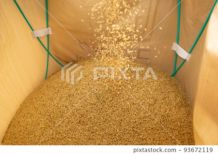 Rice harvesting scenery at the combine 93672119
