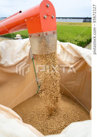 Rice harvesting scenery at the combine 93672127