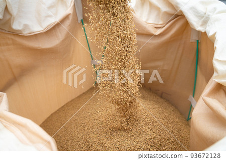 Rice harvesting scenery at the combine 93672128