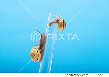 Two snails on a chemical test tube on a blue background with space for text. Snail mucus, snail mucin is used in cosmetology. The study of snail mucin by scientists 93672432