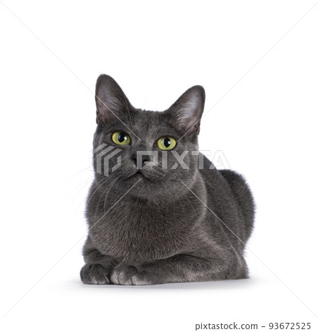 Korat cat on white background 93672525