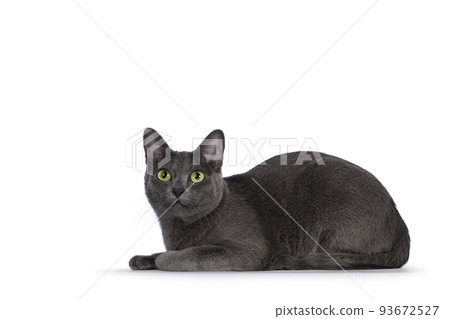 Korat cat on white background 93672527