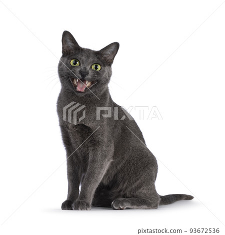 Korat cat on white background 93672536