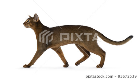 Abyssinian cat kitten on white background Abyssinian cat kitten on white background 93672539