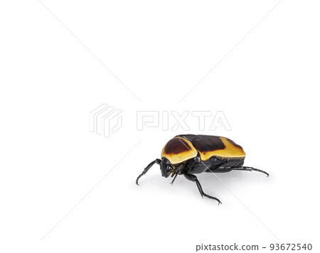 Congo Rose chafer on white background 93672540