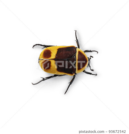 Congo Rose chafer on white background Congo Rose chafer on white background 93672542