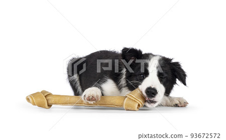 Border Collie pup on white background 93672572