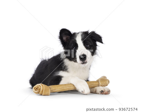 Border Collie pup on white background Border Collie pup on white background 93672574