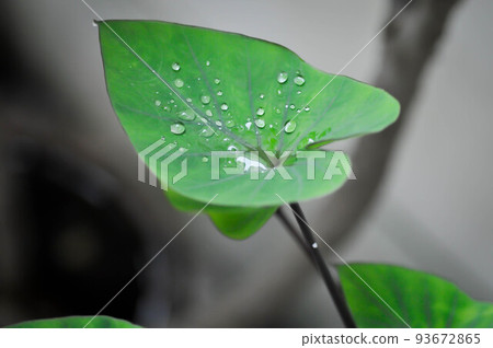 Coffee Cups, Elephant Ear or Colocasia esculenta or Colocasia and rain drop Coffee Cups, Elephant Ear or Colocasia esculenta or Colocasia and rain drop 93672865
