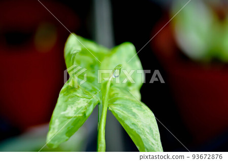 Syngonium podophyllum, Arrowhead Vine or Goosefoot Plant or Araceae or bicolor syngonium or syngonium bicolor and rain drop Syngonium podophyllum, Arrowhead Vine or Goosefoot Plant or Araceae or bicolor syngonium or syngonium bicolor and rain drop 93672876