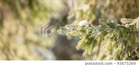 Winter forest. Christmas background with fir tree branches covered with snow Winter forest. Christmas background with fir tree branches covered with snow 93673269
