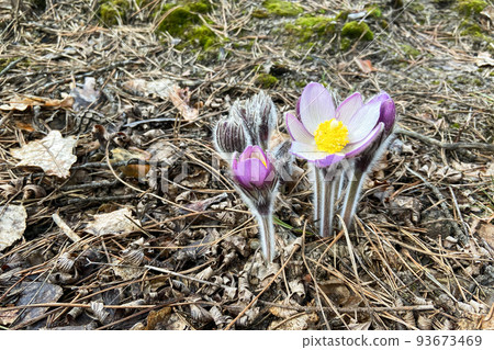 Pulsatilla in wild forest. Purple spring flowers is growing in spring mountains. Pulsatilla in wild forest. Purple spring flowers is growing in spring mountains. 93673469
