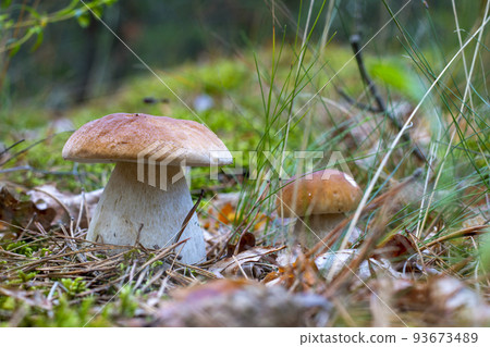season two porcini white mushrooms grow in nature season two porcini white mushrooms grow in nature 93673489