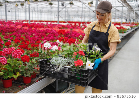 Female florist stacks flower with pots in a box. Woman in an apron chooses flowers in a greenhouse 93673510