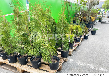 Garden shop. Bushes of green juniper in black pots offered for sale. Trees and plants in garden market. Garden shop. Bushes of green juniper in black pots offered for sale. Trees and plants in garden market. 93673540