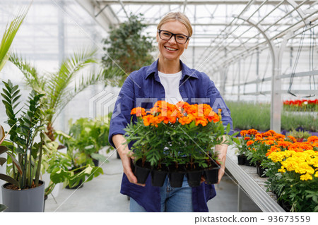 Portrait of joyful mature woman holding marigold flowers in pots while standing in greenhouse Portrait of joyful mature woman holding marigold flowers in pots while standing in greenhouse 93673559