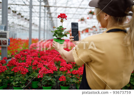 Mature woman gardener photographs flowers with smartphone in the greenhouse 93673759