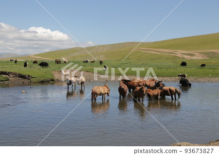 in the land of mongolia the nature in the land of mongolia the nature 93673827