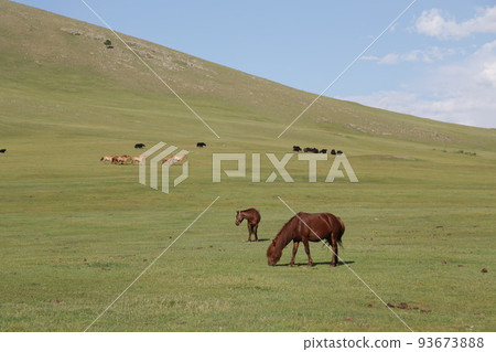 in the land of mongolia the nature 93673888