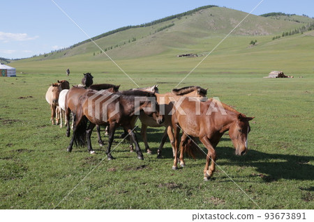 in the land of mongolia the nature 93673891