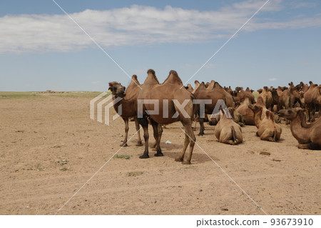 in the land of mongolia the nature 93673910