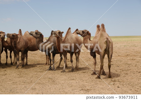 in the land of mongolia the nature in the land of mongolia the nature 93673911