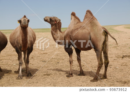 in the land of mongolia the nature 93673912