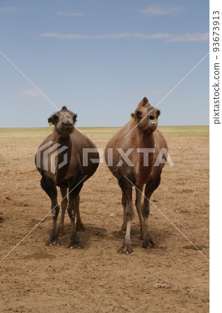in the land of mongolia the nature 93673913