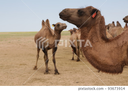 in the land of mongolia the nature 93673914
