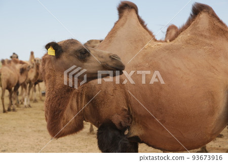 in the land of mongolia the nature 93673916