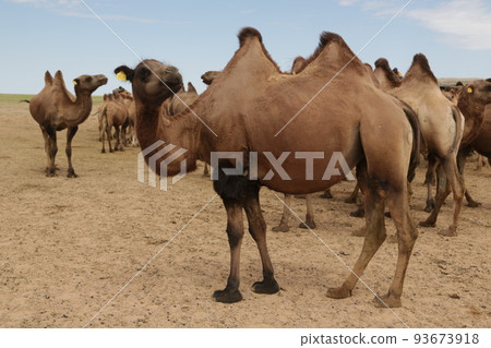 in the land of mongolia the nature 93673918