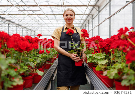 Portrait of a cheerful female florist with a pot of geraniums in a flower greenhouse Portrait of a cheerful female florist with a pot of geraniums in a flower greenhouse 93674181