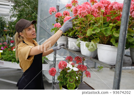 Female florist counts geranium flowers on cart in greenhouse 93674202