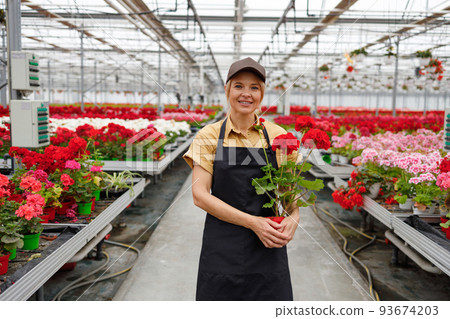 Portrait of a satisfied female greenhouse worker with a pot of geranium in a greenhouse 93674203