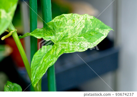 Syngonium podophyllum, Arrowhead Vine or Goosefoot Plant or Araceae or bicolor syngonium or syngonium  bicolor Syngonium podophyllum, Arrowhead Vine or Goosefoot Plant or Araceae or bicolor syngonium or syngonium  bicolor 93674237